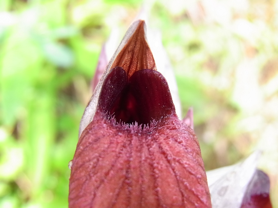 Image of Serapias cordigera specimen.