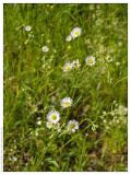 Erigeron annuus