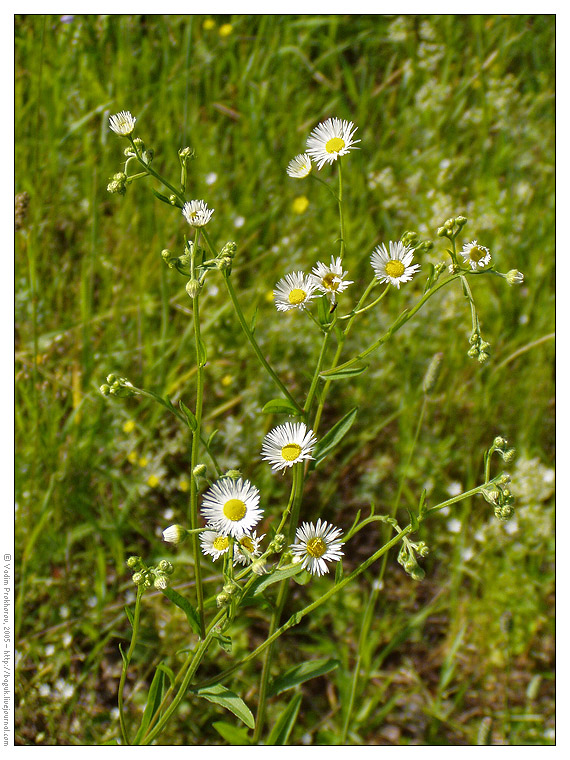 Изображение особи Erigeron annuus.