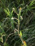 unknown species. Побег. Республика Молдова, муниципалитет Кишинёв, г. Кодру, на пустыре. 12 июля 2026 г.