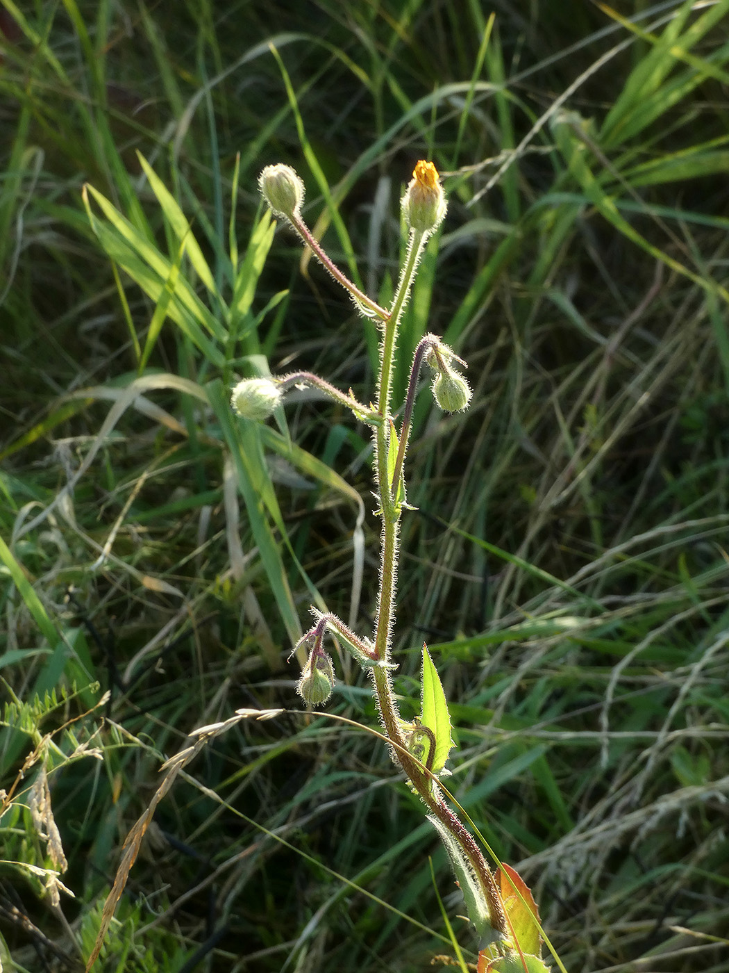 Image of Unknown species specimen.