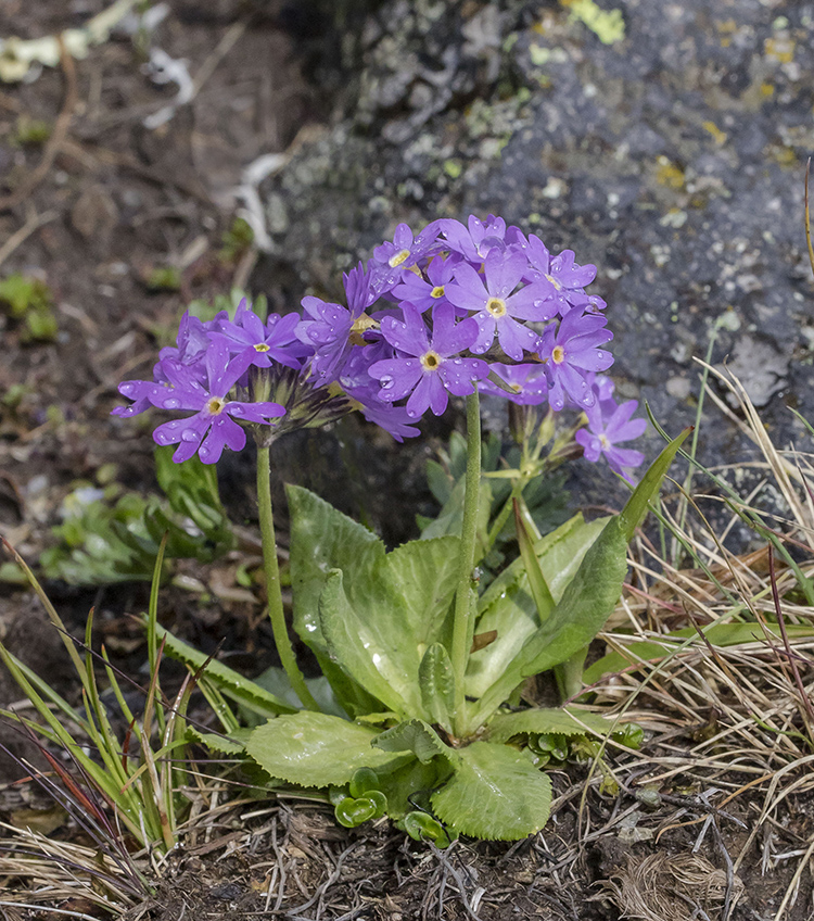 Изображение особи Primula algida.