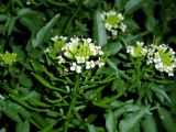 Nasturtium officinale