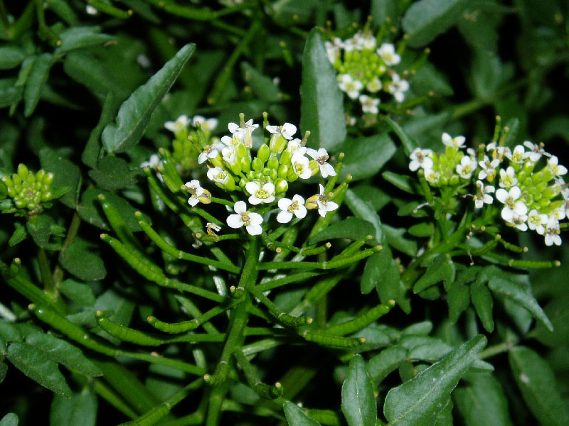 Изображение особи Nasturtium officinale.