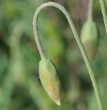 Papaver laevigatum