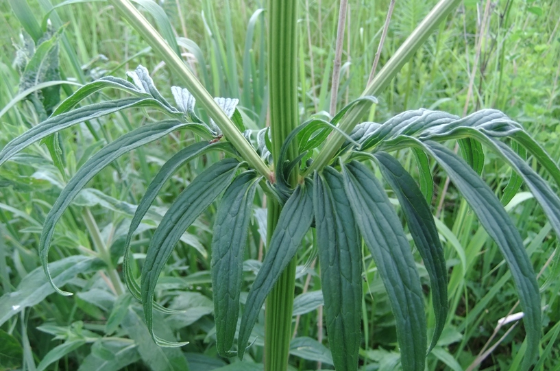 Image of Valeriana officinalis specimen.