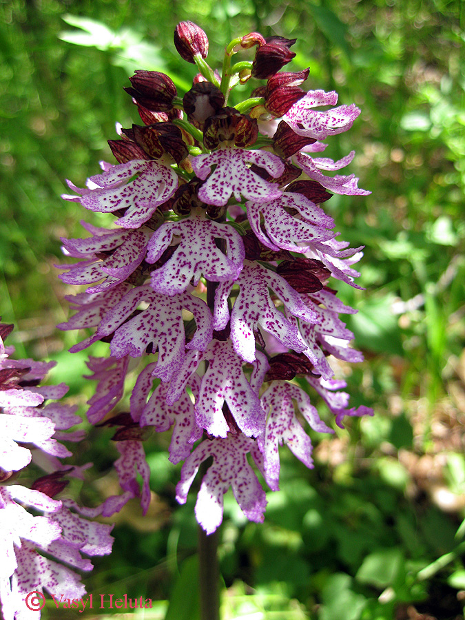 Изображение особи Orchis &times; angusticruris.