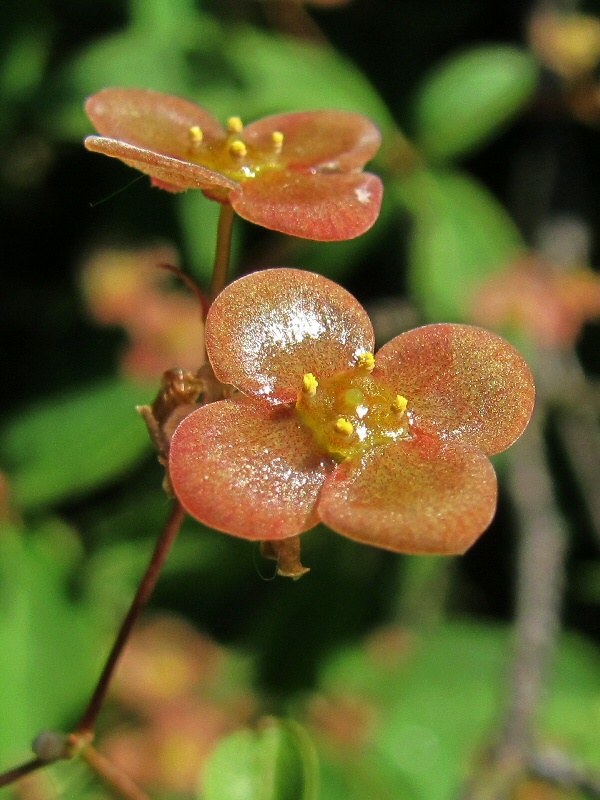 Image of Euonymus verrucosus specimen.