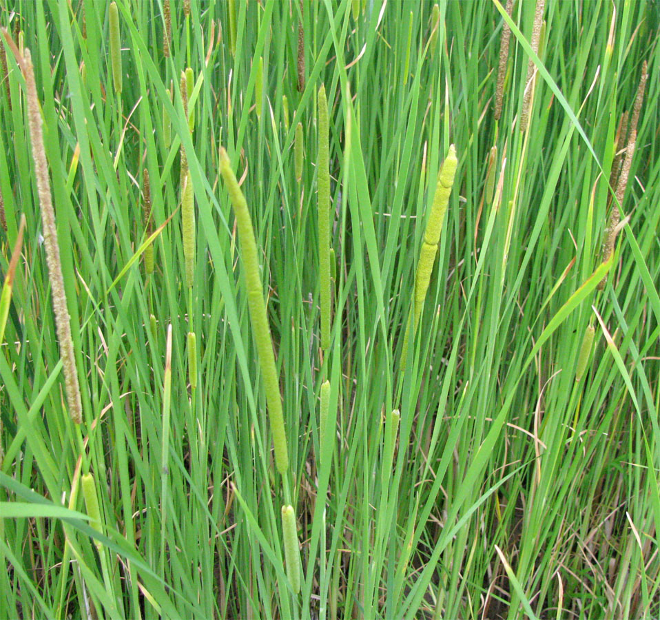 Изображение особи Typha laxmannii.