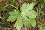 Geranium krylovii