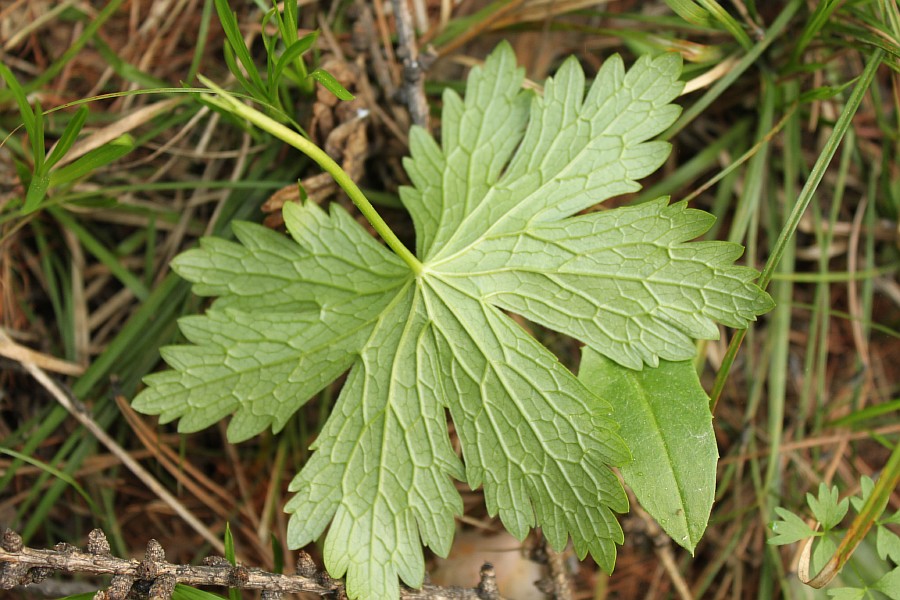 Image of Geranium krylovii specimen.