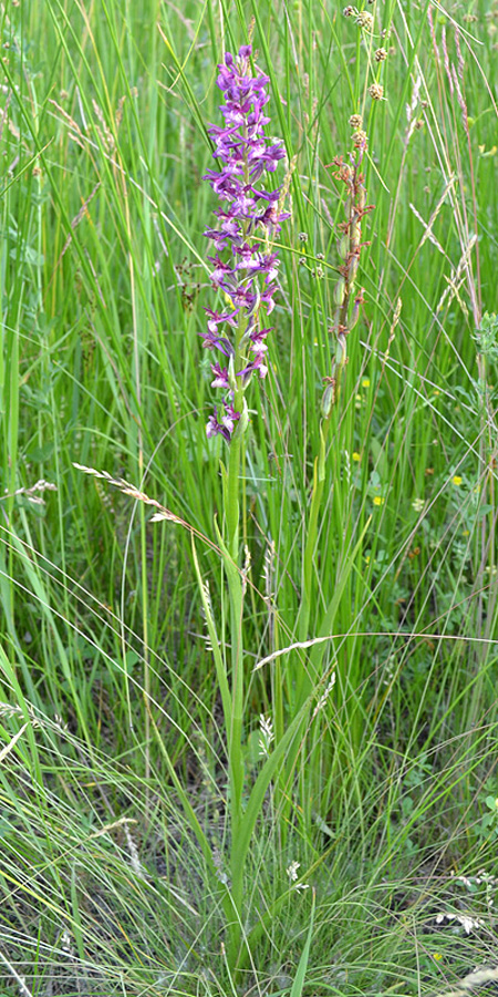 Image of Anacamptis &times; timbalii ssp. reinhardii specimen.