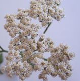 Achillea nobilis