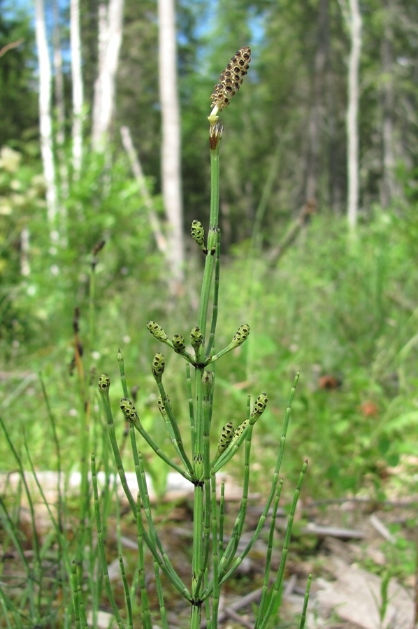 Image of Equisetum palustre specimen.