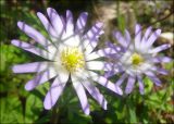 Anemone banketovii. Цветки (затенённые ветвями Jasminum fruticans). Краснодарский край, Черноморское побережье Кавказа, Новороссийск, Шесхарис, шибляк. 21.03.2010.