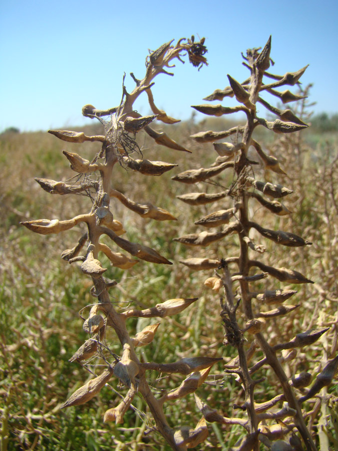 Image of Cakile euxina specimen.