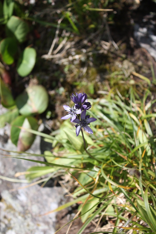 Image of Swertia obtusa specimen.