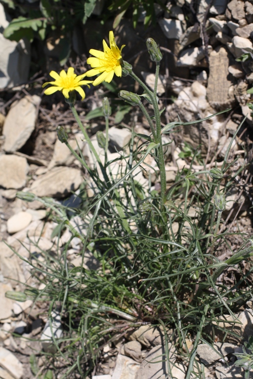 Image of Scorzonera lachnostegia specimen.