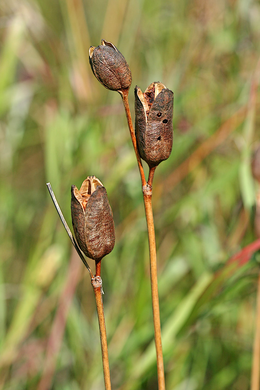 Image of Iris sibirica specimen.