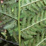 Athyrium filix-femina