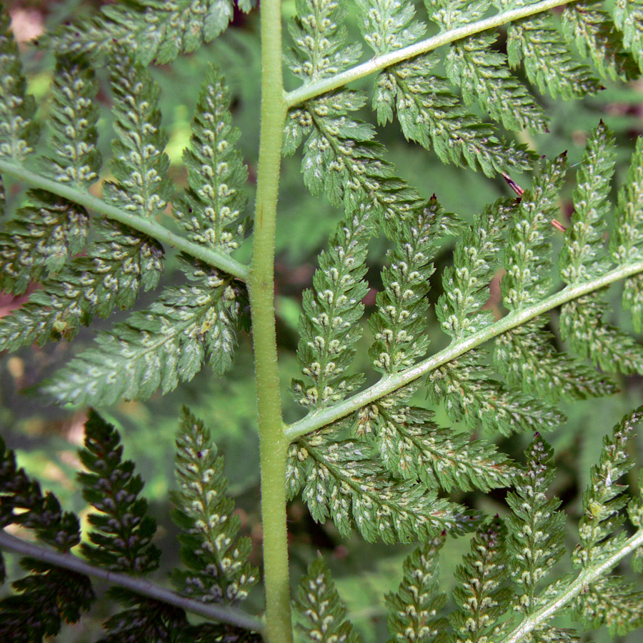 Image of Athyrium filix-femina specimen.