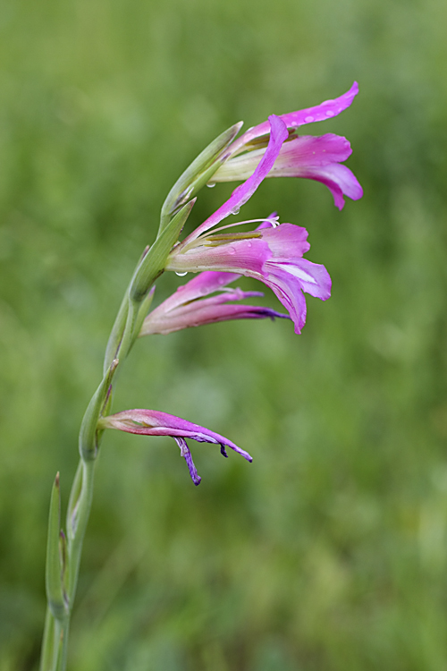 Изображение особи Gladiolus italicus.