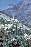 Anemonastrum protractum