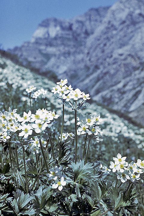 Изображение особи Anemonastrum protractum.