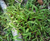 Persicaria &times; hervieri