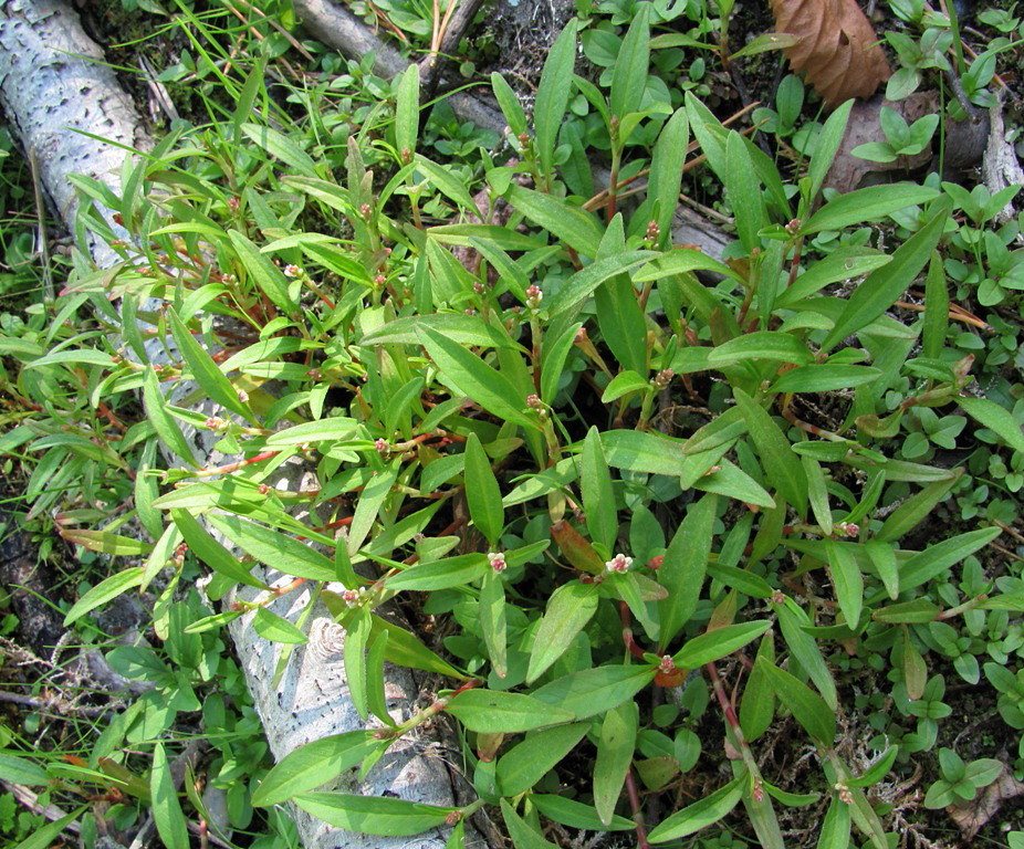 Image of Persicaria &times; hervieri specimen.