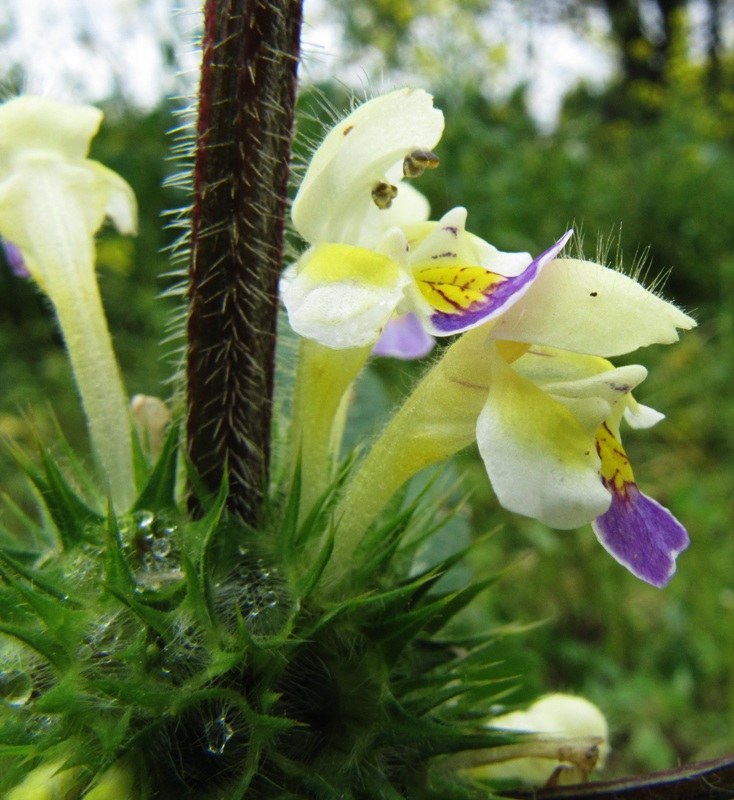 Image of Galeopsis speciosa specimen.