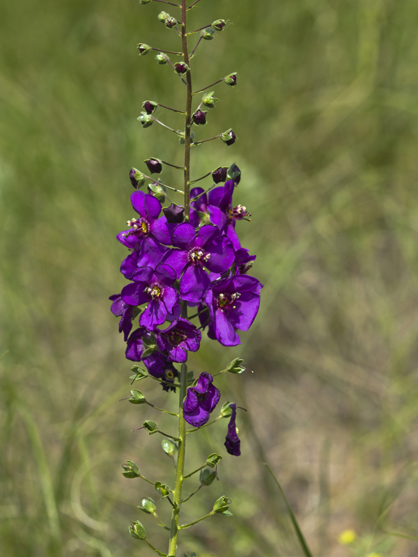 Image of Verbascum phoeniceum specimen.