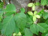 Toxicodendron orientale. Фрагмент растения с молодыми побегами. Сахалинская обл., о-в Итуруп, окр. оз. Лесозаводское. Сентябрь 2011 г.