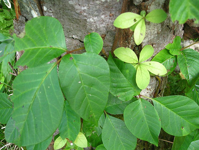 Image of Toxicodendron orientale specimen.