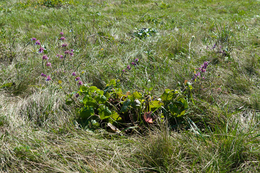 Image of Salvia verticillata specimen.