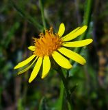 Senecio grandidentatus