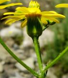 Senecio subdentatus. Соцветие. Копетдаг, Чули. Май 2011 г.