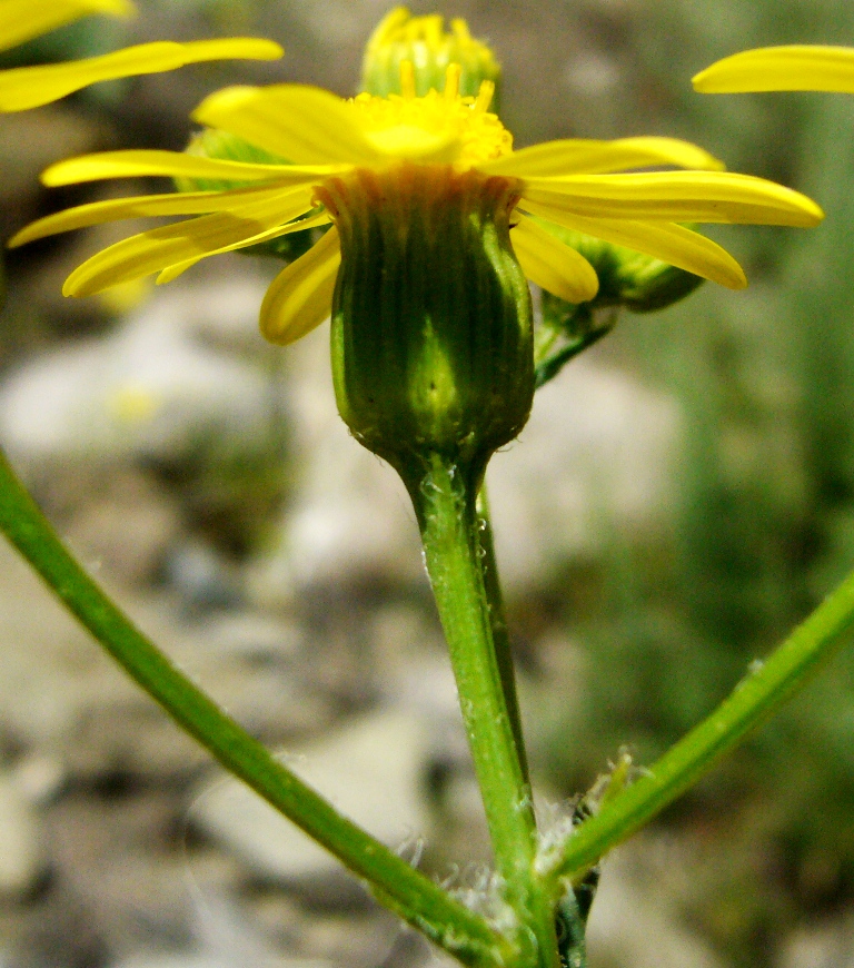 Image of Senecio subdentatus specimen.