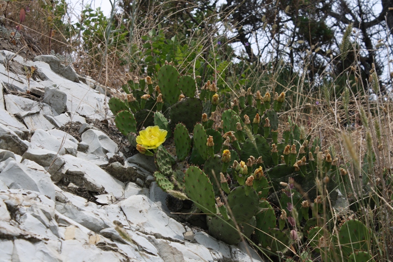 Image of Opuntia humifusa specimen.