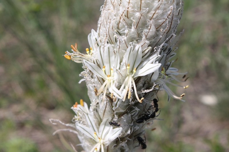 Изображение особи Asphodeline taurica.