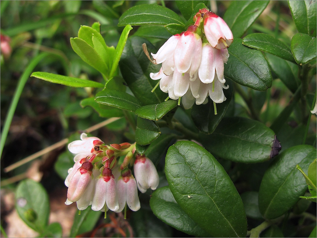 Изображение особи Vaccinium vitis-idaea.