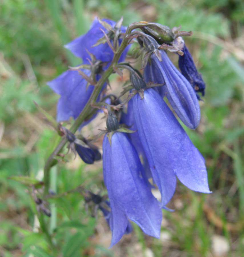 Image of Adenophora tricuspidata specimen.
