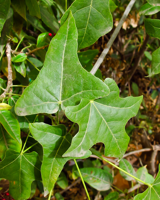 Изображение особи Brachychiton australis.