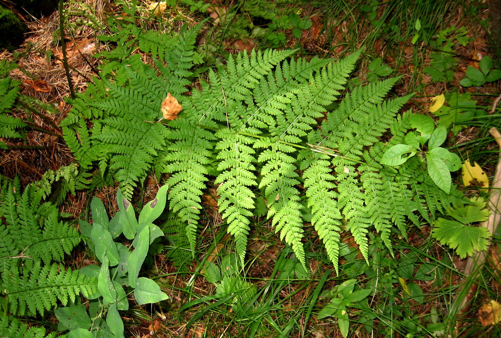 Изображение особи Dryopteris expansa.