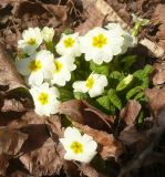 Primula vulgaris. Цветущее растение. Черноморское побережье Кавказа, г. Новороссийск, в культуре. 27 февраля 2010 г.