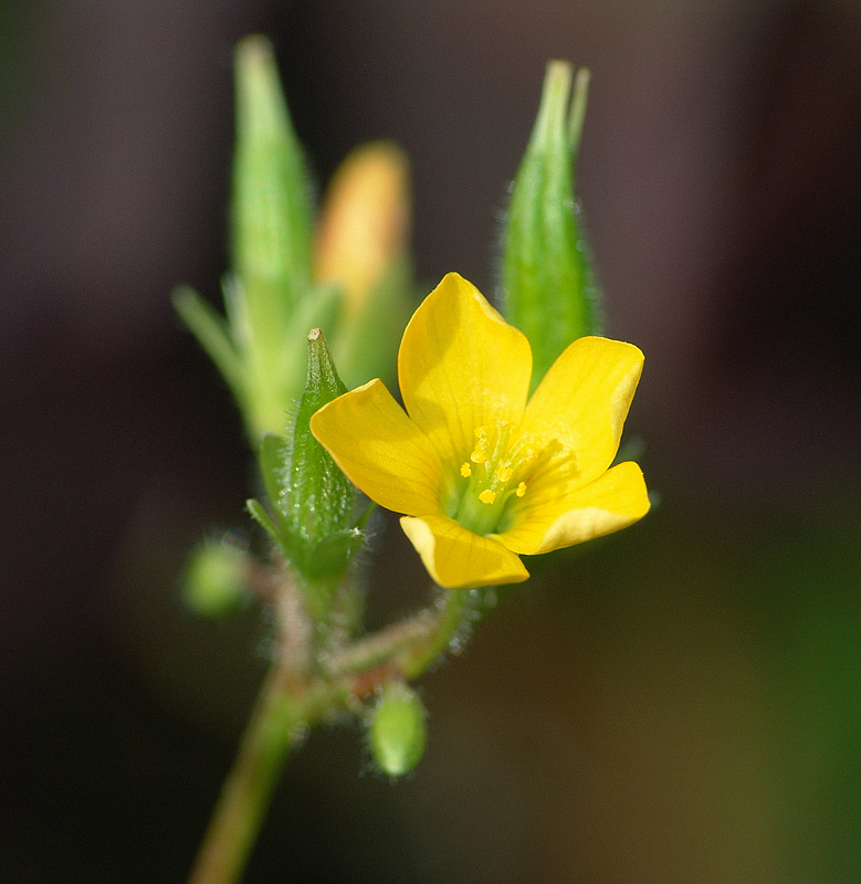 Изображение особи Oxalis stricta.