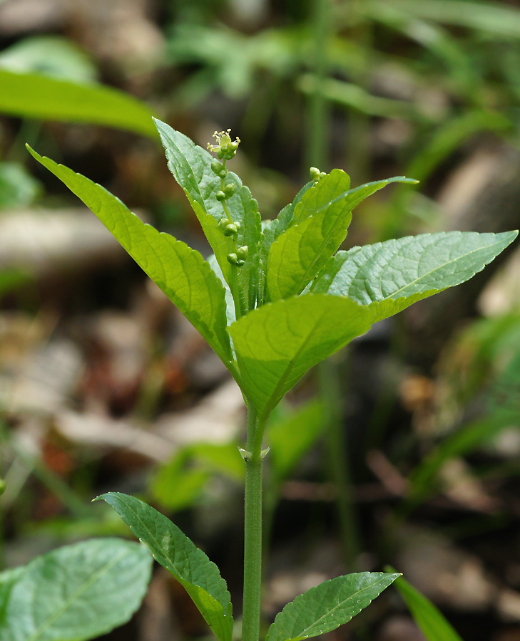 Изображение особи Mercurialis perennis.