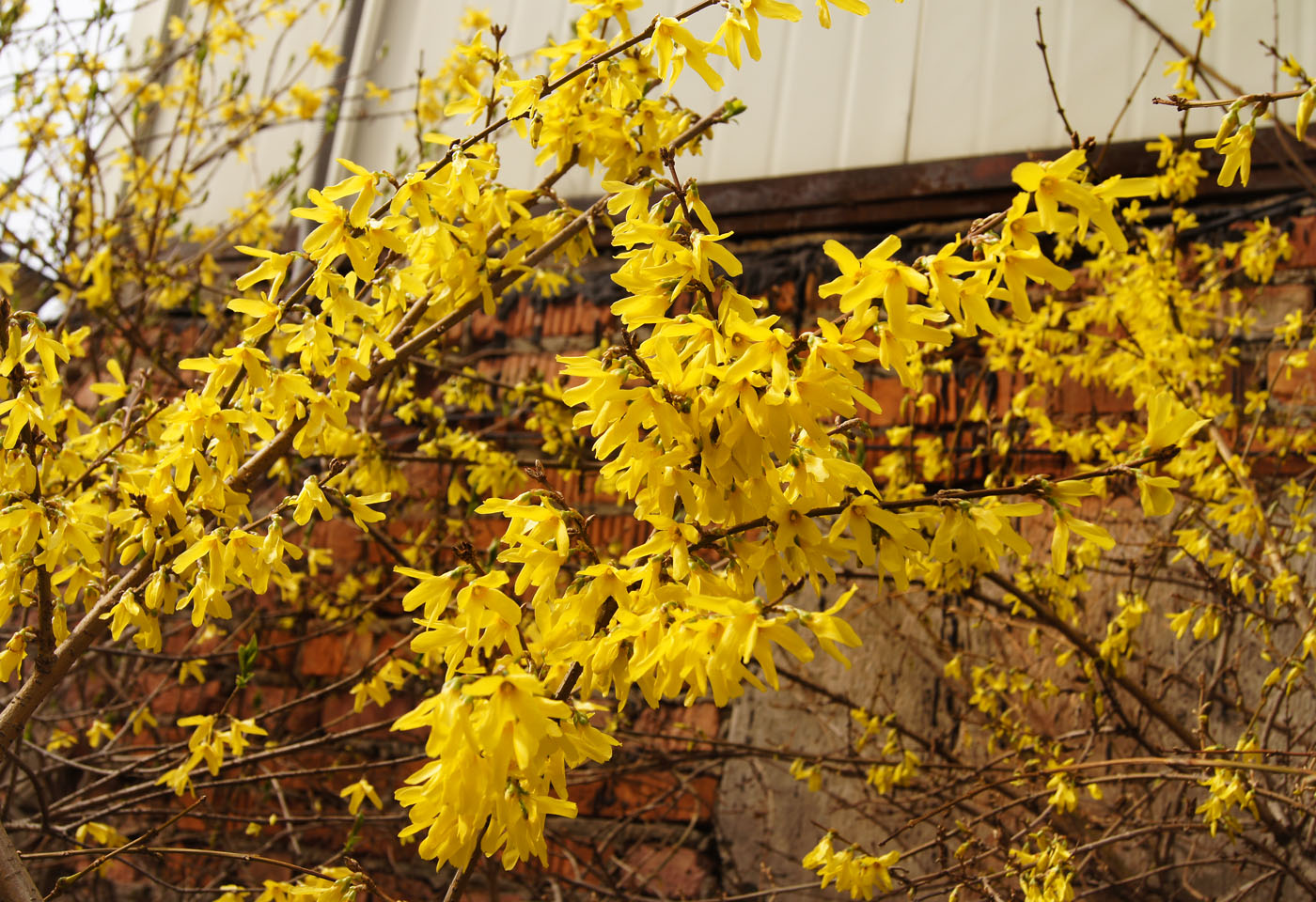 Image of Forsythia ovata specimen.