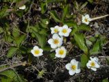 Fragaria orientalis. Цветущее растение у дороги. Приморский край, г. Находка, вблизи бухты Тунгус. 26.05.2012.