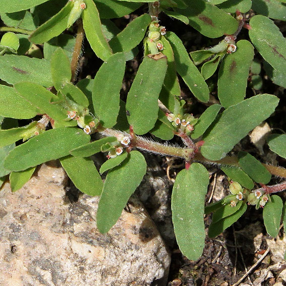 Image of Euphorbia maculata specimen.